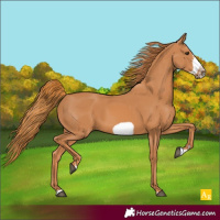 Horse Color:Chestnut Frame