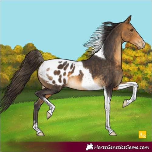 Horse Color:Buckskin Tobiano Appaloosa