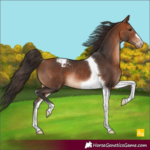 Horse Color:Bay Tobiano Appaloosa Rabicano