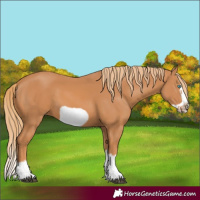 Horse Color:Chestnut Splash Frame