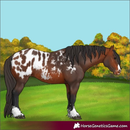 Horse Color:Bay Appaloosa Rabicano 