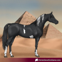 Horse Color:Black Tobiano