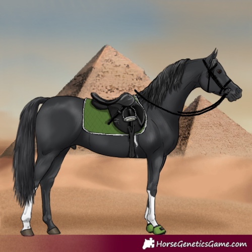 Horse Color:Black Tobiano 