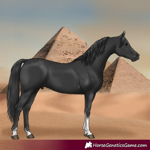 Horse Color:Black Tobiano 