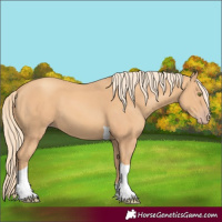 Horse Color:Gold Champagne Tobiano