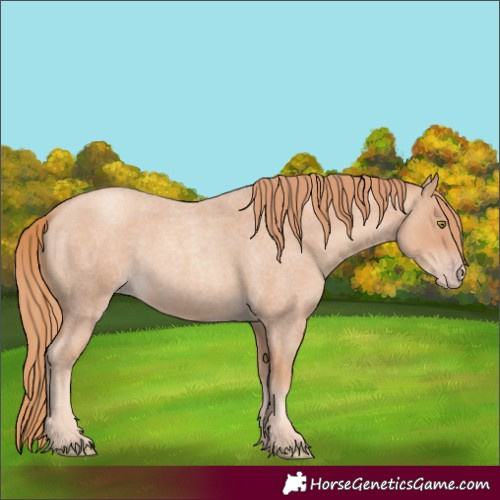 Horse Color:Gold Champagne Roan 
