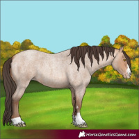 Horse Color:Amber Champagne Roan
