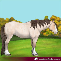 Horse Color:Amber Champagne Roan 