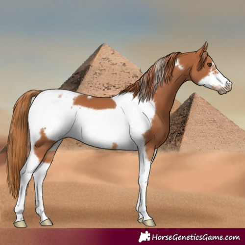 Horse Color:Chestnut Tobiano Frame 