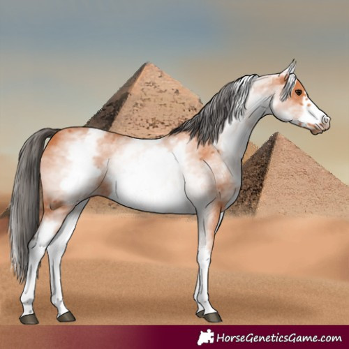 Horse Color:White Spotted Bay Frame