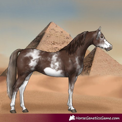 Horse Color:Gray White Spotted Chestnut Frame 