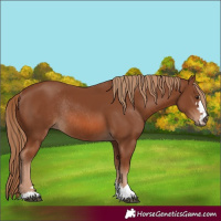 Horse Color:Chestnut Rabicano