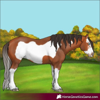 Horse Color:Bay Splash Frame