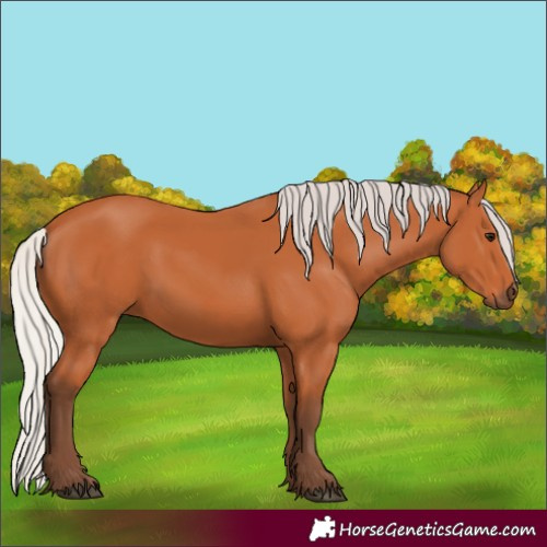 Horse Color:Silver Bay 