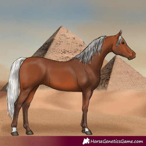 Horse Color:Silver Bay 