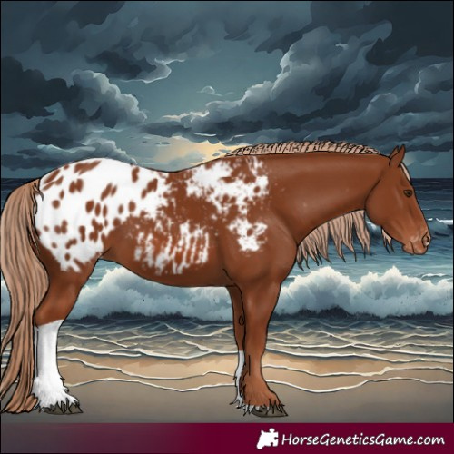 Horse Color:Chestnut Tobiano Appaloosa 