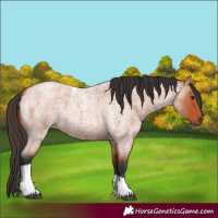 Horse Color:Bay Roan Tobiano