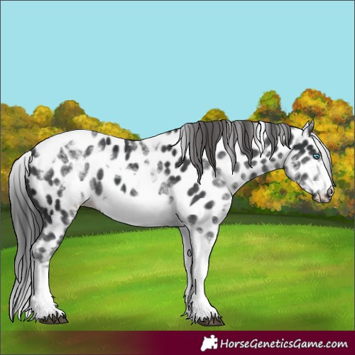 Horse Color:White Spotted Black Splash Tobiano Frame Appaloosa