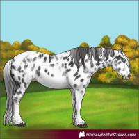 Horse Color:White Spotted Black Splash Tobiano Frame Near Leopard 