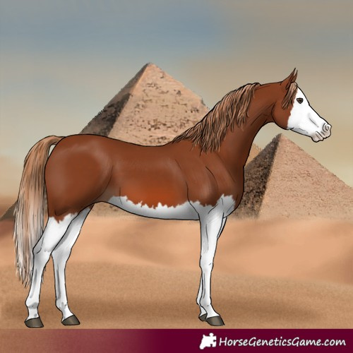 Horse Color:Chestnut Splash 