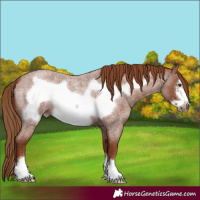 Horse Color:Red Roan Frame