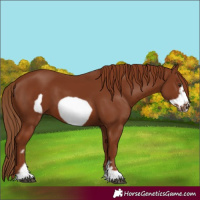 Horse Color:Chestnut Frame 