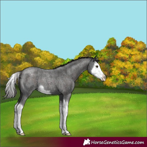 Horse Color:Liver Red Roan Splash Appaloosa 