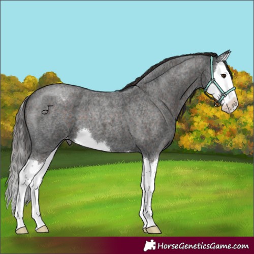 Horse Color:Liver Red Roan Splash Appaloosa 