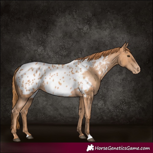 Horse Color:Chestnut Appaloosa 