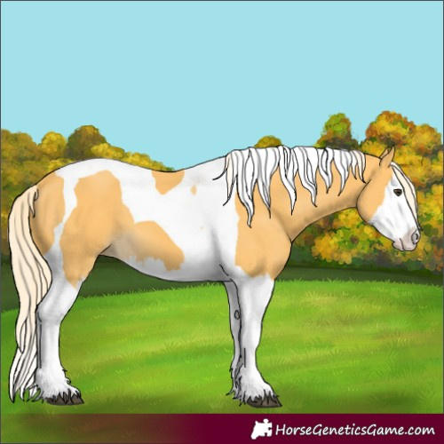 Horse Color:Palomino Splash Tobiano 
