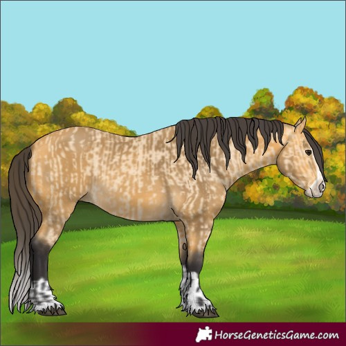 Horse Color:Buckskin and Buckskin Splash