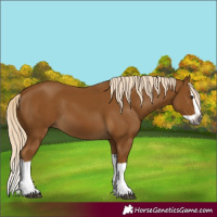 Horse Color:Gray Palomino Splash 