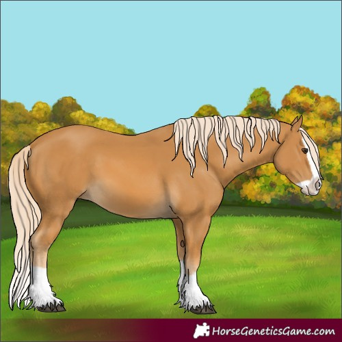 Horse Color:Palomino Splash 