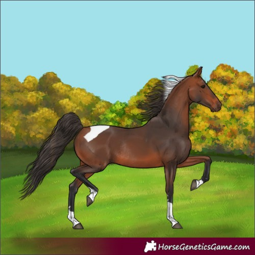 Horse Color:Bay Tobiano Rabicano