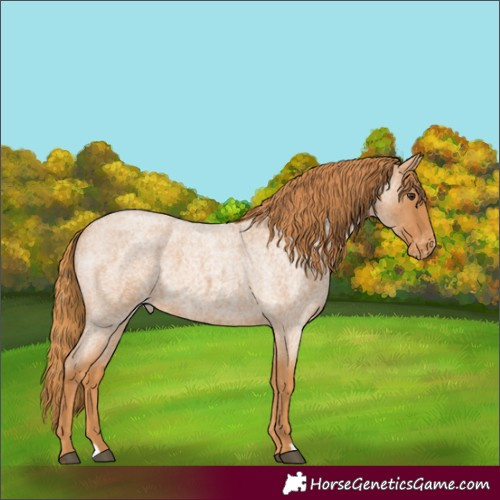 Horse Color:Red Roan Appaloosa