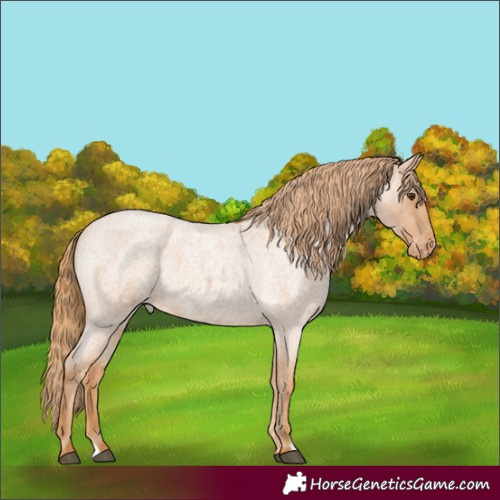 Horse Color:Red Roan Appaloosa