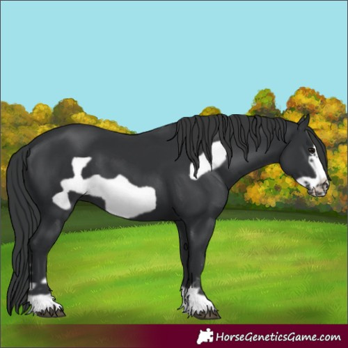 Horse Color:Unknown 