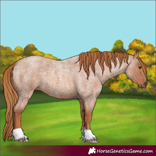 Horse Color:Red Roan 