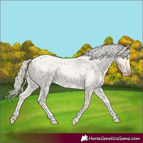 Horse Color:Cremello Roan Tobiano