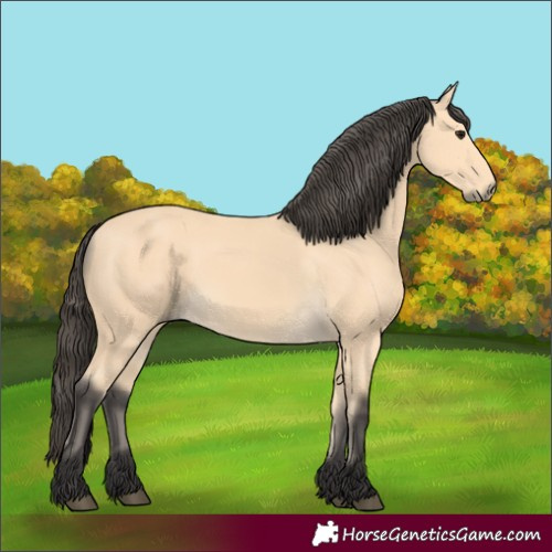 Horse Color:Buckskin 