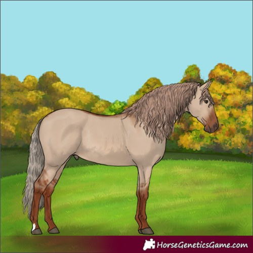 Horse Color:Red Dun Rabicano