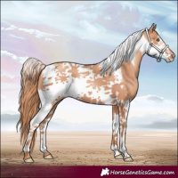Horse Color:Gold Champagne Tobiano Frame
