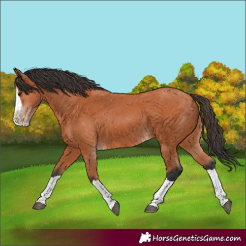 Horse Color:Unknown 