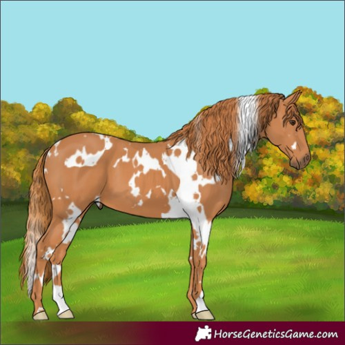 Horse Color:White Spotted Chestnut 
