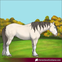 Horse Color:Amber Cream Champagne Dun Splash 