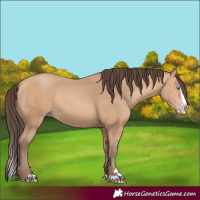 Horse Color:Amber Champagne Splash 
