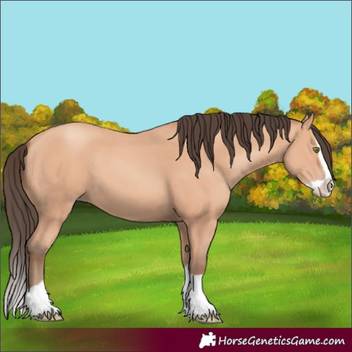 Horse Color:Amber Champagne Splash 