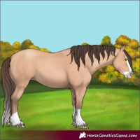Horse Color:Amber Champagne Splash 