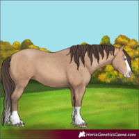 Horse Color:Amber Champagne Splash
