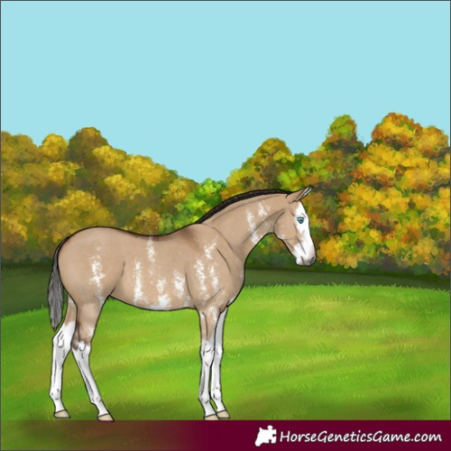 Horse Color:Unknown 